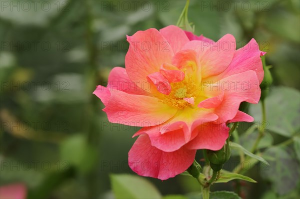 Garden rose or rose 'Rosenstadt Zweibruecken' (Rosa hybrida), flower, ornamental plant, North