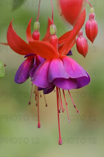 Fuchsia 'Royal Velvet' (Fuchsia hybride), flowers, ornamental plant, North Rhine-Westphalia,