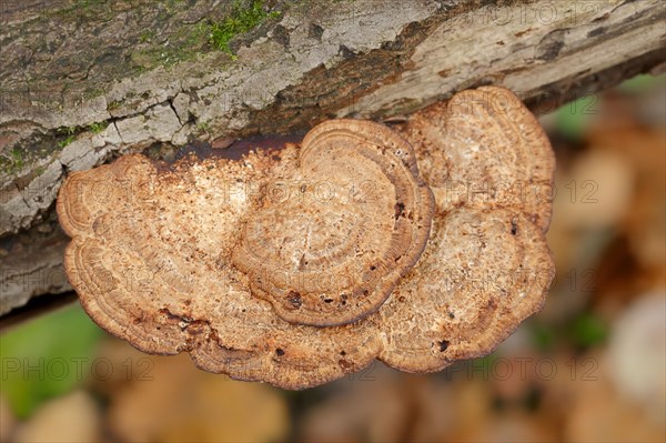 Reddening Tramete or Reddening Leaf Whorl (Daedaleopsis confragosa), North Rhine-Westphalia,