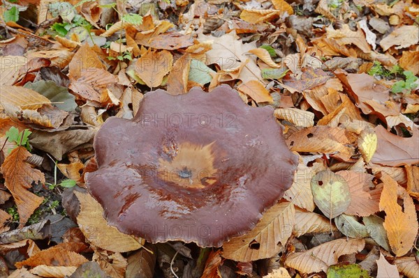 Chestnut-brown stem porling or black-red porling (Picipes badius, Polyporus badius), autumn, North