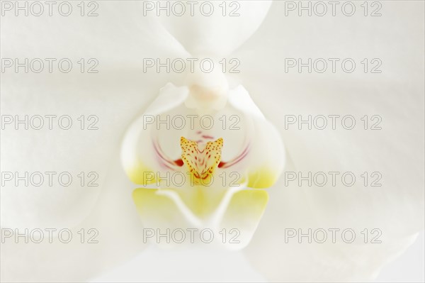 Butterfly orchid (Phalaenopsis), detail of the flower, houseplant, North Rhine-Westphalia, Germany,