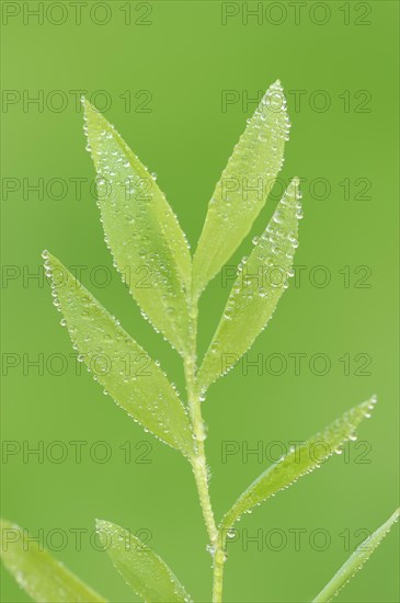 Dwarf bamboo (Pogonatherum paniceum), leaves with water droplets, houseplant, North