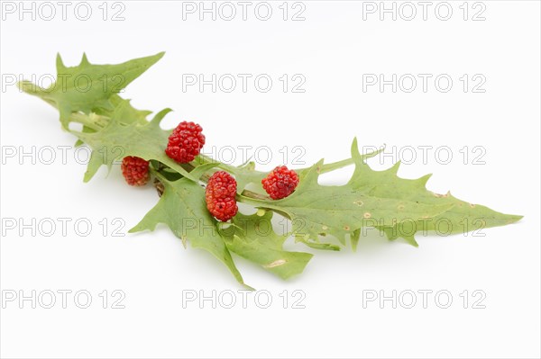 Strawberry spinach (Chenopodium foliosum, Blitum virgatum), leaves and fruits on a white