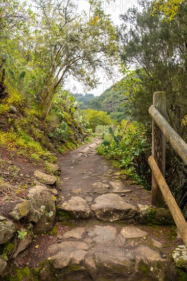 A path through a forest with a wooden fence on the right side. The path is made of rocks and has a