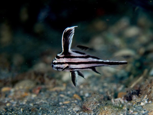 Juvenile spotted drum (Equetus punctatus), dive site Blue Heron Bridge, Phil Foster Park, Riviera