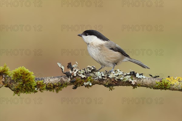 Willow Tit (Parus montanus) sitting on a branch overgrown with moss and lichen, Wilnsdorf, North