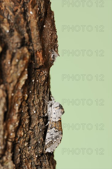 Sallow kitten moth (Furcula furcula), freshly hatched butterfly and cocoon, North Rhine-Westphalia,