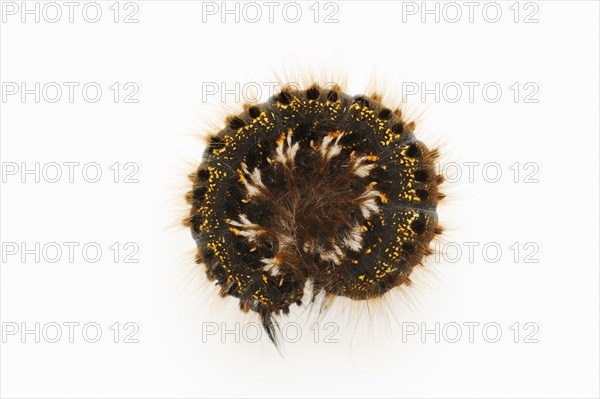 Grass caterpillar (Euthrix potatoria), caterpillar on white hind, North Rhine-Westphalia, Germany,