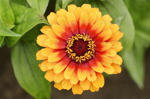 Zinnia 'Sombrero' (Zinnia elegans, Zinnia violacea), flower, ornamental plant, North