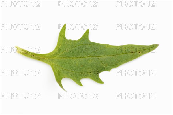 Strawberry spinach (Chenopodium foliosum, Blitum virgatum), leaf on white background, vegetable and