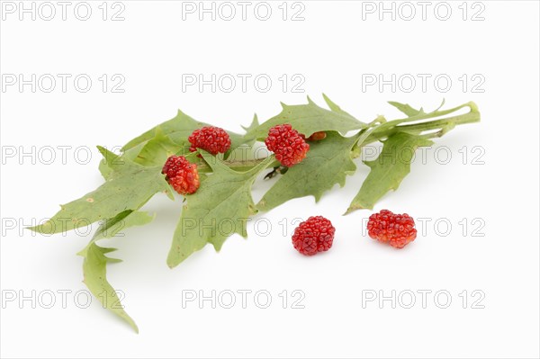 Strawberry spinach (Chenopodium foliosum, Blitum virgatum), leaves and fruits on a white