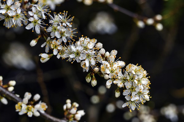 Flowering twig, blackthorn (Prunus spinosa), also blackthorn, Allgaeu, Swabia, Bavaria, Germany,