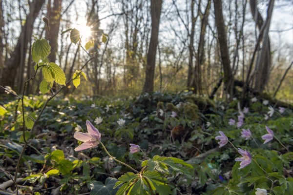 Pink wood anemone or sylvie (Anemone nemorosa) in the forest in spring. Bas-Rhin, Alsace, Grand