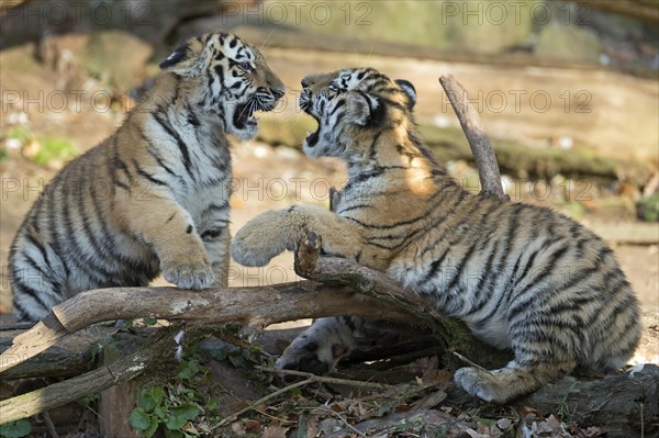 Two young tigers showing their paws while playing on a tree trunk, Siberian tiger, Amur tiger,