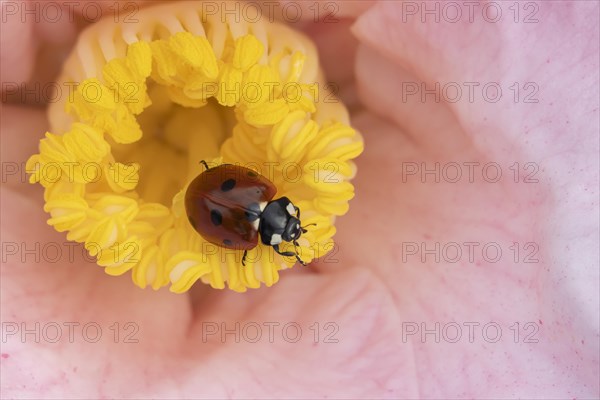 Seven-spot ladybird (Coccinella septempunctata) adult on a garden Camellia flower in spring,