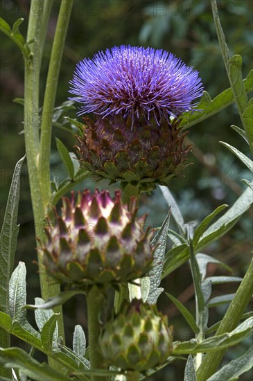 Artichoke flower (Cynara cardunculus) in the Parc Floral et Tropical de la Court d'Aron, Saint Cyr