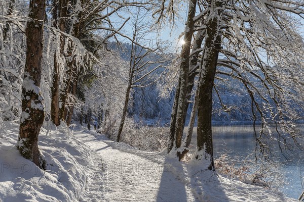 Alpsee, Schwangau, Ostallgaeu, Swabia, Bavaria, Germany, Schwangau, Ostallgaeu, Bavaria, Germany,