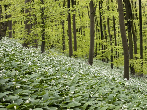 Ramson (Allium ursinum) in spring in the beech forest, Teutoburg Forest, North Rhine-Westphalia,