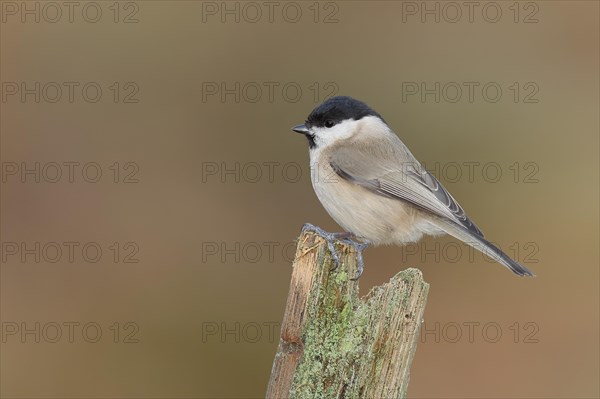 Marsh tit (Parus palustris) on a lichen-covered tree stump, Wilnsdorf, North Rhine-Westphalia,