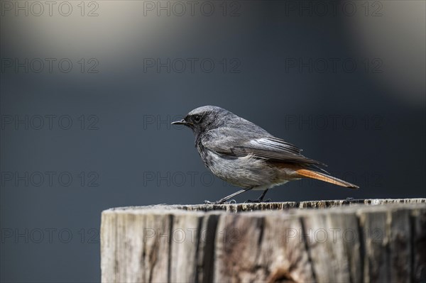 Black redstart (Phoenicurus ochruros), young bird, sitting on a tree trunk, Stuttgart,