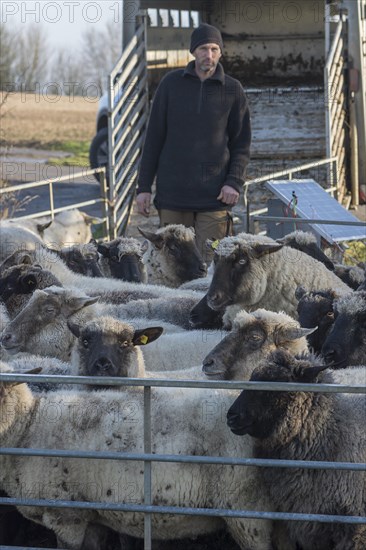 Sealed black-headed domestic sheep (Ovis gmelini aries) in the pen, behind the shepherd in front of