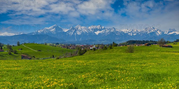 Common dandelion (Taraxacum sect. Ruderalia) in spring, meadow near Rieden am Forggensee,