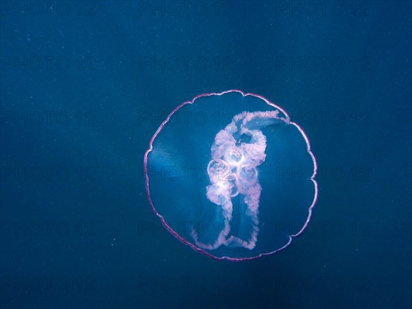 Common jellyfish (Aurelia aurita), dive site Amber Jack, Destin, Panhandle, Gulf of Mexico,