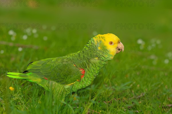 Yellow-headed Amazon (Amazona oratrix belizensis), running in a meadow, Rosensteinpark, Stuttgart,