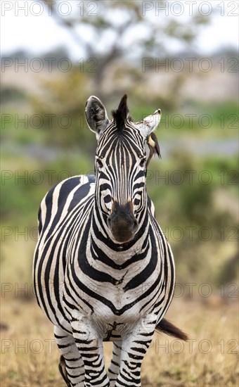Plains zebra (Equus quagga) with several yellow-billed oxpecker (Buphagus africanus), African