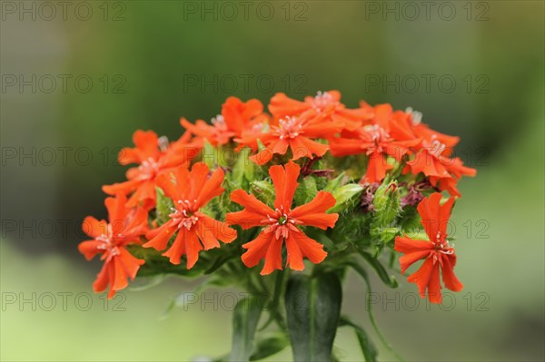 Burning love or scarlet campion (Lychnis chalcedonica, Silene chalcedonica), inflorescence,
