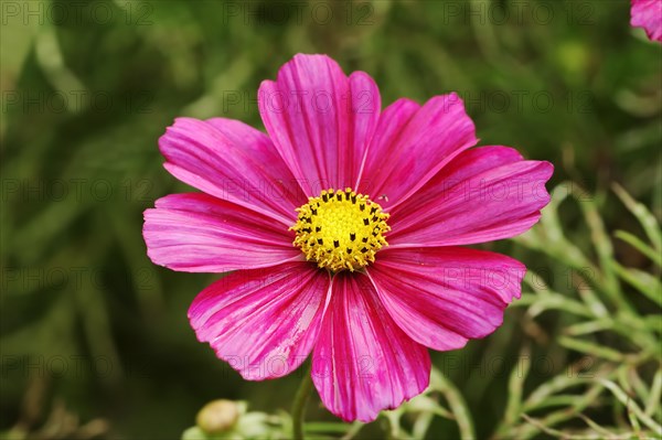 Cosmos bipinnatus (Cosmos bipinnatus), flower, ornamental plant, North Rhine-Westphalia, Germany,