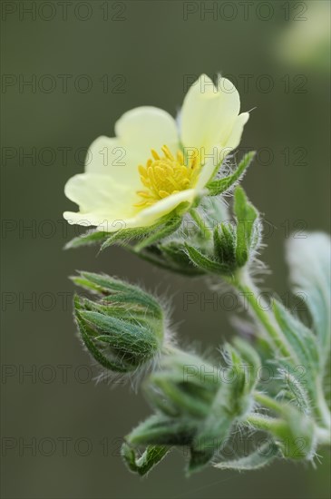 Tall cinquefoil or upright cinquefoil (Potentilla recta), flower, North Rhine-Westphalia, Germany,