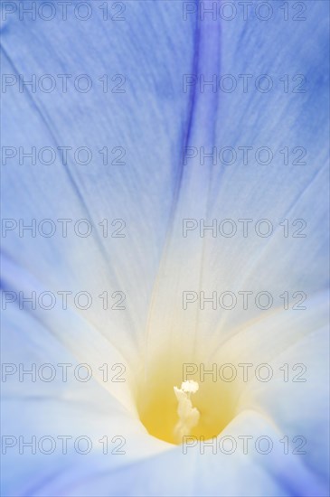 Three-colored morning glory (Ipomoea tricolor), detail of the flower, native to Mexico, ornamental