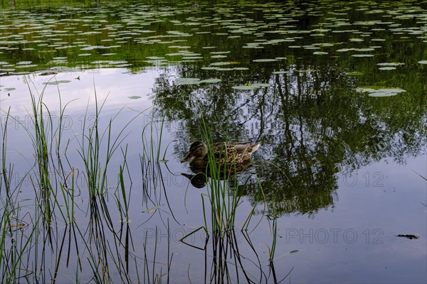 Young mallard on Lake Helgasjoen in front of the ruins of Kronoberg Castle (Kronobergs slottsruin),