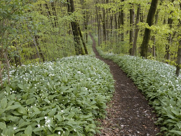Hiking trail through the ramson (Allium ursinum) in spring through the beech forest, Teutoburg