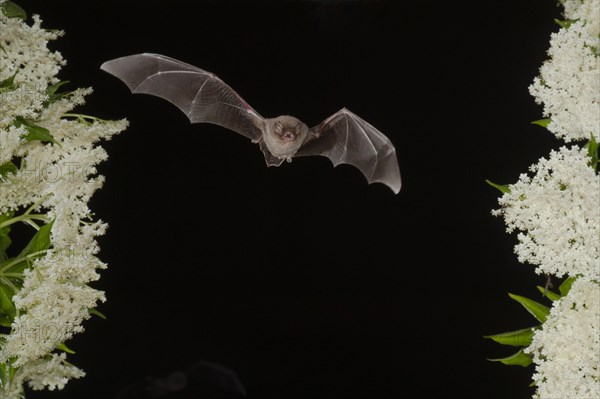 Common bent-wing bat (Miniopterus schreibersii) flying past a flowering elder (Sambucus), Pleven,