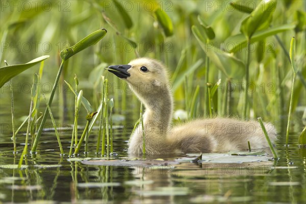 Canada goose (branta canadensis), baby eating leaves of pickerel weeds (pontederia cordata), La