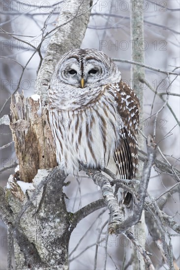 Barred owl (Strix varia) perched on a dead tree and watching, Forest of Yamachiche, province of