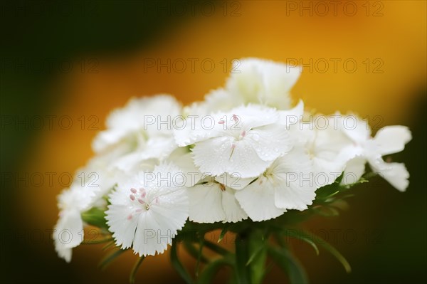 Bearded carnation or garden sweet william (Dianthus barbatus), flowers, ornamental plant, North