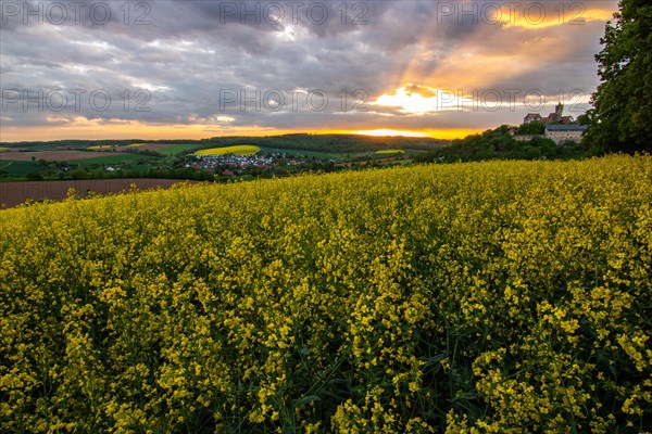 Landscape at sunrise. Beautiful morning landscape with fresh yellow rape fields in spring. Small