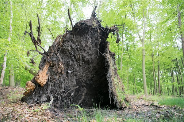 Deadwood structure in deciduous forest, large root plate, important habitat for insects and birds,