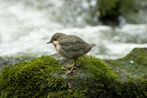 White-throated Dipper (Cinclus cinclus) young bird sitting on moss-covered rock in rushing water,