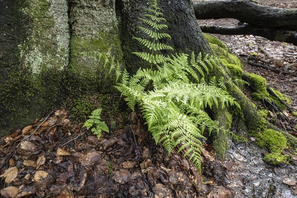 Lady fern (Athyrium filix-femina) at the foot of a copper beech (Fagus sylvatica), Emsland, Lower