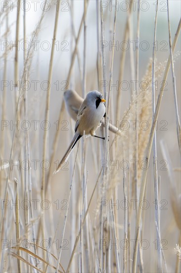 Bearded reedling (Panurus biarmicus), sitting in the reeds, Neusiedler See-Seewinkel National Park,