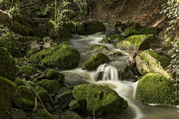 Mountain stream in the forest with mossy basalt rocks, blocks of basalt in the stream bed, Tertiary