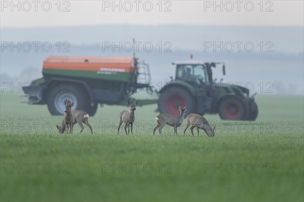 European roe deers (Capreolus capreolus) with winter fur standing in a grain field, tractor with