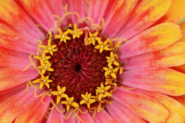 Zinnia 'Sombrero' (Zinnia elegans, Zinnia violacea), detail of flower, ornamental plant, North