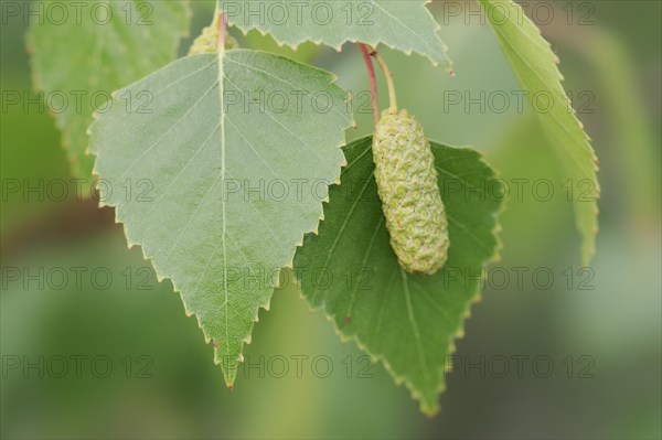 Silver birch (Betula pendula, Betula alba, Betula verrucosa), leaves and inflorescence, North