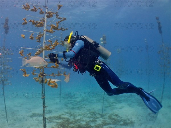 Coral farming. Divers hang young specimens of elkhorn coral (Acropora palmata) on the frame on