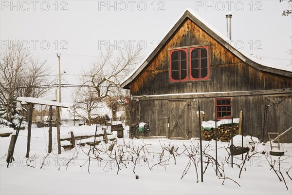 Vitis labrusca, Grapevine plantation and old wooden rustic barn with red trimmed windows in